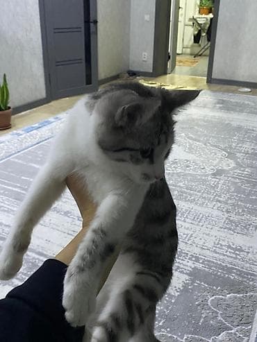 кошка породистый: Кошка даром: Беспородная, 4 месяца, Мальчик, Приучена к лотку — 1