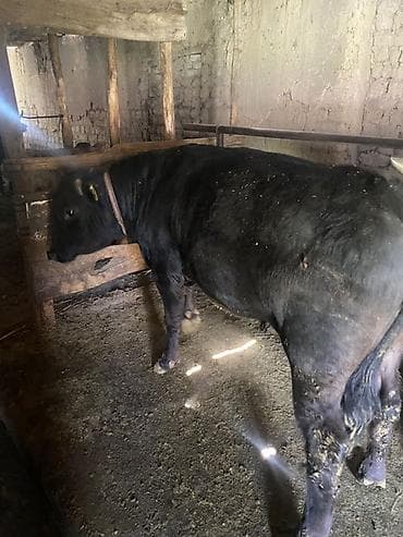 уй музо: Продаю | Бык (самец) | Ангус, Алатауская | На откорм | Племенные, Привязанные — 7