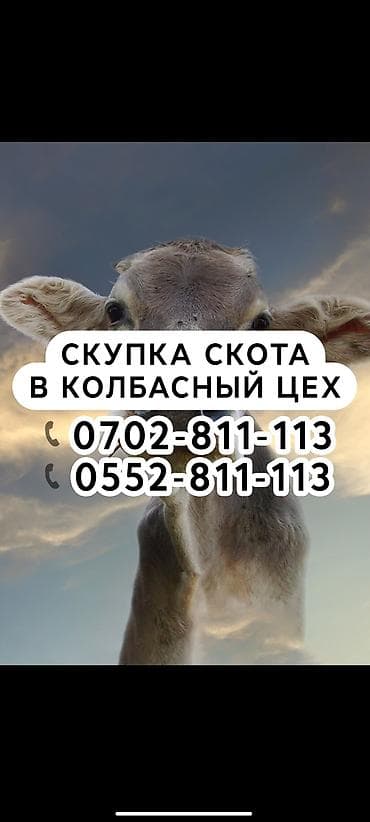 Куплю | Коровы, быки, Лошади, кони | Круглосуточно, Любое состояние, Забитый at lalafo.kg Куплю | Коровы, быки, Лошади, кони | Круглосуточно, Любое состояние, Забитый
