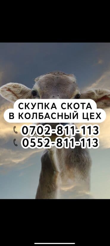 продажа домашних животных: Куплю | Коровы, быки, Лошади, кони | Забитый, Круглосуточно, Любое состояние — 1