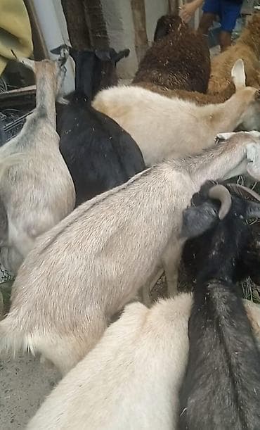 Продаю | Коза (самка) | Для разведения at lalafo.kg Продаю | Коза (самка) | Для разведения