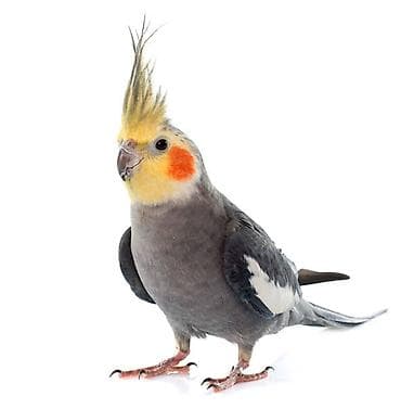 Собаки: Попугаи для дома и вольера — несколько видов и окрасов. - Кореллы — 6