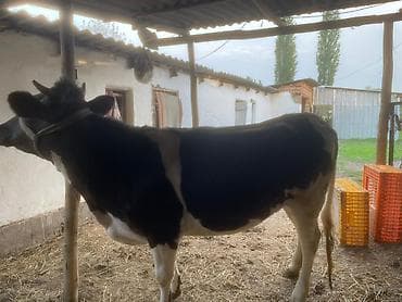 куплю корову на мясо: Продаю | Корова (самка) | Швицкая | На откорм, На забой, Для разведения | Отела не было, Привязанные — 4