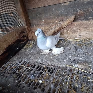 продаю голубь: Пепельная Голубка 2.000 окончательно — 3