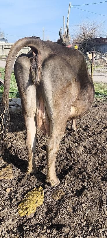 каровы юрьевка: Продаю | Корова (самка) | Алатауская, Швицкая | Для разведения, Для молока | Племенные, Стельные, Искусственник — 10