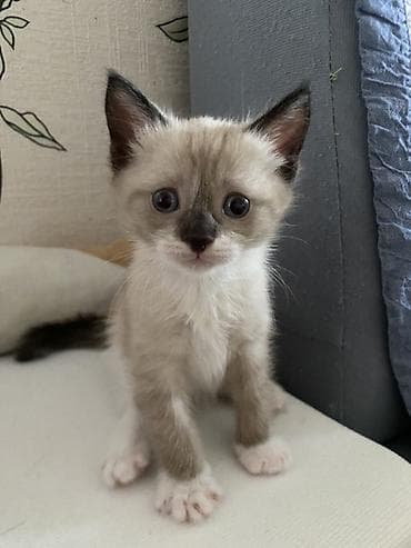 кошка тайская: Котята Тайские,черно белые приучены к лотку кушают детский корм — 2