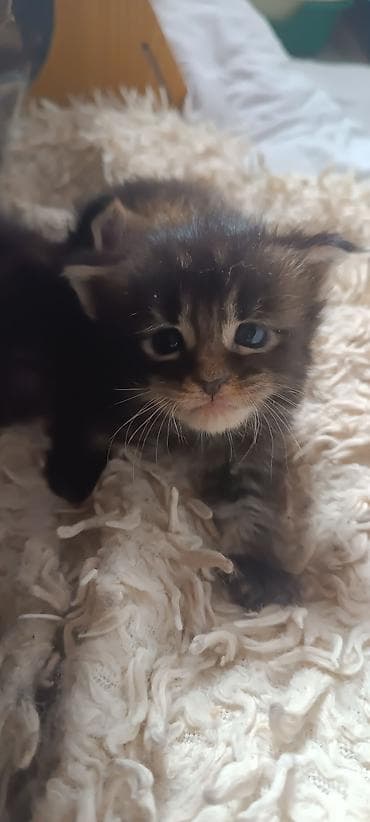 купить кошку манчкин: Мейн-Куны 🥰🥰🥰. Предлагаются к брони 🐱 Рысята ♥️ Чистокровные — 6