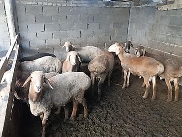 собака девочка: Продаю | Овца (самка) | Для разведения — 6