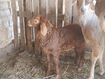птицы брама: Продаю | Овца (самка), Ягненок | Арашан | Для разведения | Матка — 2