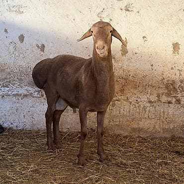 барашки: Продаю | Баран (самец) | Для разведения | Осеменитель — 1