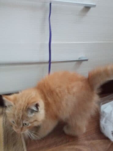 питомник кошек: Рыжий пушистый котёнок, нашли сегодня на улице, себе не можем — 3