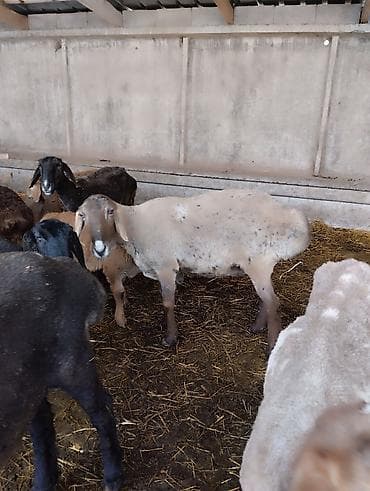 Продаю | Баран (самец) | Для разведения