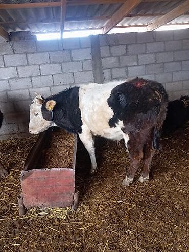 дойные каровы: Продаю | Бык (самец) | На откорм — 2