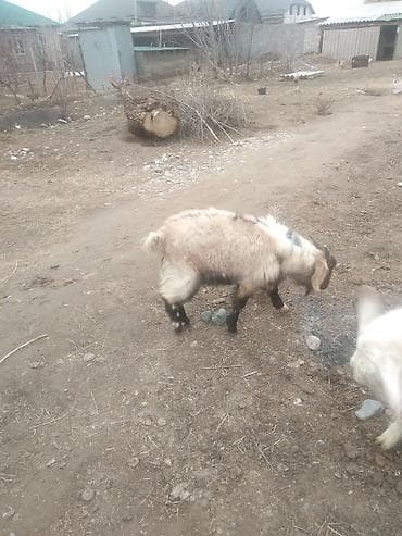 продам коз: Продаю | Коза (самка), Козёл (самец), Козлёнок | Нубийская, Битал, Камори | На забой, Для разведения, Для молока | Племенные, Котные, Осеменитель — 1