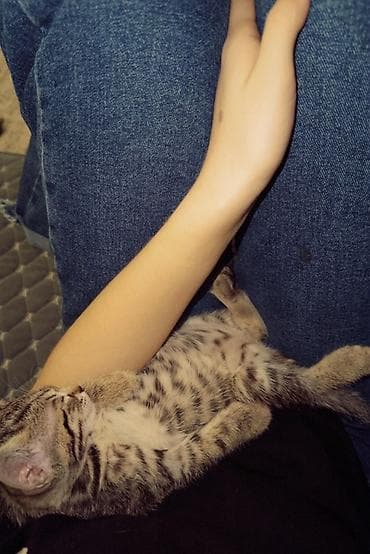 Другие животные: Котёнок полосатый (серо-коричневый табби) с белой грудкой и животиком — 2