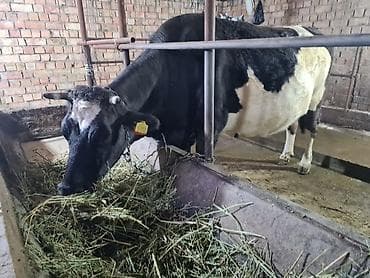 Животные: Продаю | Корова (самка) | Для молока | Привязанные — 4