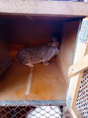 Зоотовары: Продаю кролиха два кролихи и один крол прошу по 1800 ступлю реальному — 5