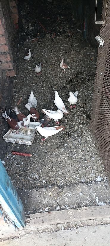 Продам с/х животных: Продаются бакинские иранские голуби летно игрового направления есть — 4