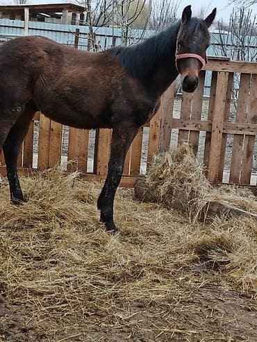 козел для случки: Продаю | Жеребенок | Для разведения — 5