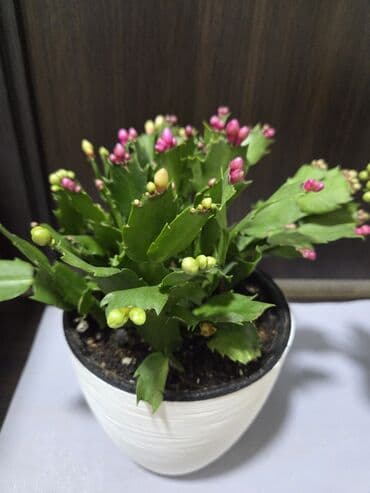 домашние растение: Эухарис (амазонская лилия) — комнатное луковичное растение с крупными — 14