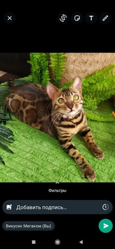 бенгальский леопардовый кот: Друзья !! в проф питомнике Бен Гла Мур новые детки .Бенгальские котята — 10