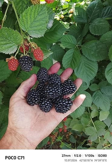 ежевика на кыргызском: Ежевика Оптом, Бесплатная доставка — 2