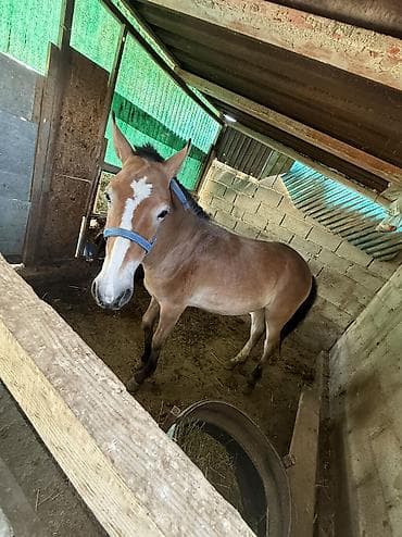 продажа арашан самка: Ушул тай сатылат 4 ай байланган семиз баасы 120мин тел номер + — 2