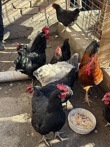 куры джерси гигант: Продаю | Куры | Домашняя | Для разведения — 3