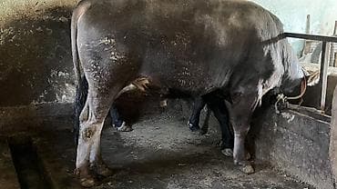 гуси линда: Продаю | Бык (самец) | Для разведения | Осеменитель — 1