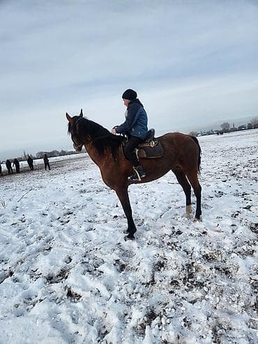 бультерьер собака: Продаю | Жеребец | Рабочий — 3