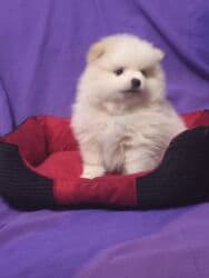 акустические системы meizu колонка в виде собак: Щенок декоративной породы (маленький пушистый шпицевого типа) — 5