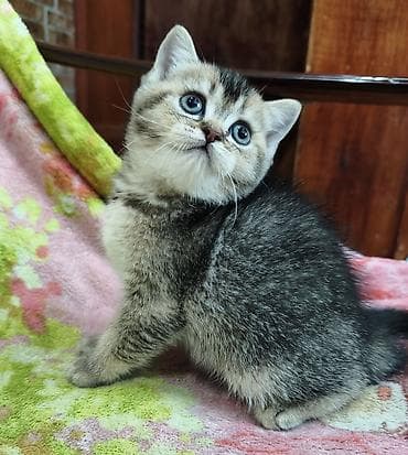 шотландский скоттиш страйт: Скотиш Страйт (Шотландская прямоухая), 2 месяца, Девочка — 3