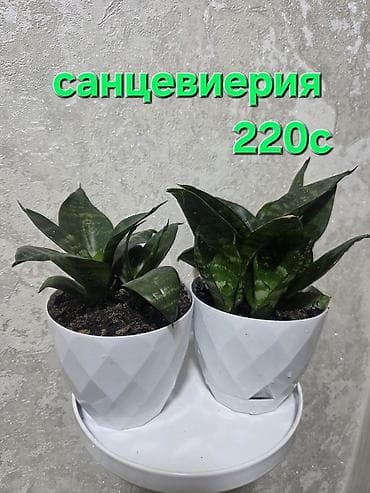 огурцы цена: Комнатные растения в горшках. - Цветы по 220с: компактные суккуленты — 6