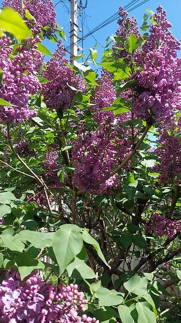 цветы оптом: Продаю сирень бутон 80 сом

- — 2