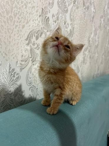 scottish fold: 2 месяца, Девочка — 2
