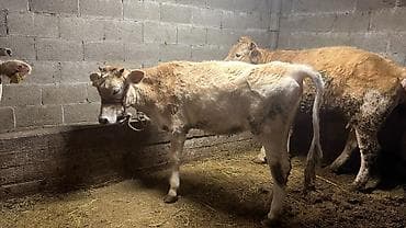 цетка для кур: Продаю | Тёлка | На откорм | Привязанные — 1