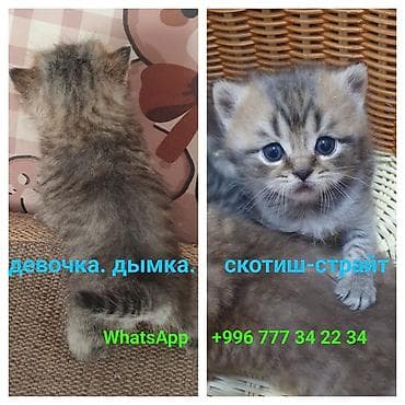 скоттиш страйт котята: Скотиш Страйт (Шотландская прямоухая), 1 месяц, Девочка, Приучена к лотку, Проглистована — 5