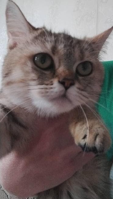 Кошки: Продаю породистую кошечку шатланскую ей полтора года к туалету — 2