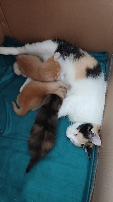 котят даром: Отдам в хорошие руки. Мало кушает много играет. Котёнки последний — 3