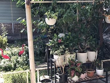 green leaf: Комнатные и садовые растения в горшках - Ампельные растения в — 6