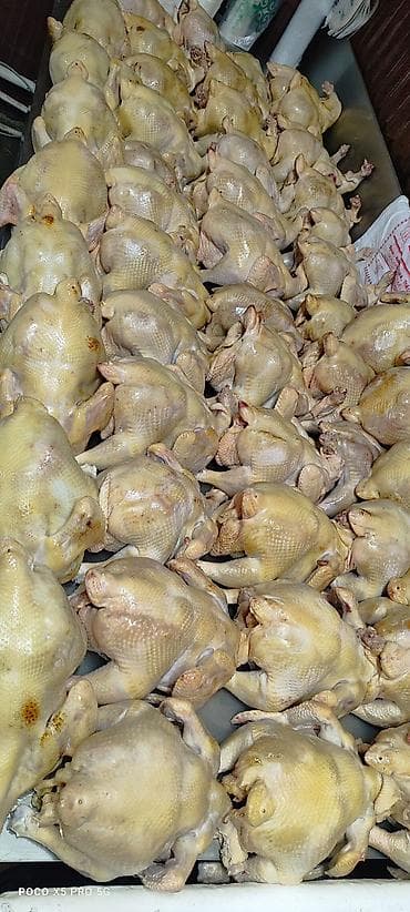 курица оптом: Тоок эти 
мясо броллер 
250 кг Домашний — 6