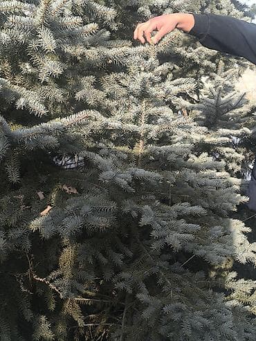 Кеңсе буюмдары: Көчөттөр дарактардын: Карагайлар — 3