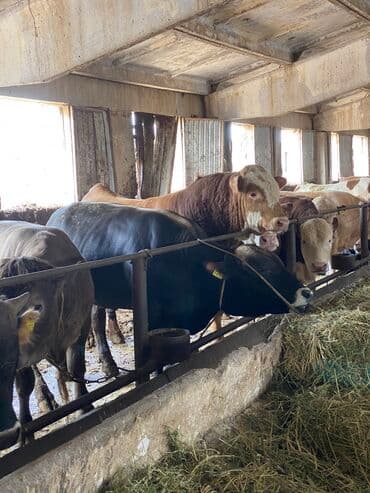 швея надом работа: Требуется Скотник, Оплата Ежемесячно — 1