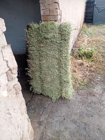 Грызуны: Сено в тюках. Описание: - Прямоугольные тюки плотной прессовки - — 1