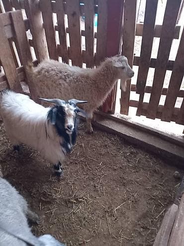 котята бишкек даром: Продаю | Козёл (самец) | Для разведения — 5