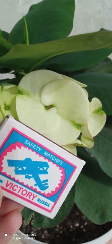 ежамалина кочот: Тайский молочай детка с бутонами — 3