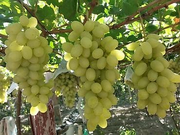 сколько стоит шайн мускат: В продаже саженцы винограда, элитные сорта большие грозди, сладкие — 3