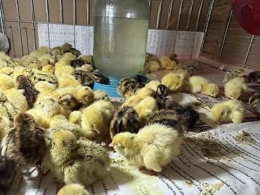 скупка рыбы: Перепелята суточные из инкубатора Бөдөнө жөжө - Порода: феникс — 1