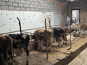 собаки тайган: Сатам | Бука (эркек), Музоо | Бордоп семиртүү үчүн | Байланган — 5
