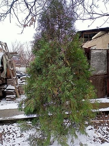 Уруктар жана көчөттөр: Туя западная (вероятно сорт типа Смарагд/Брабант) для озеленения — 2